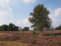 NL, Drenthe, Hoogeveen, Nuilerveld 3, Saxifraga-Hans Dekker