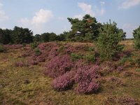 NL, Drenthe, Hoogeveen, Nuilerveld 4, Saxifraga-Hans Dekker