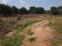 NL, Drenthe, Hoogeveen, Nuilerveld 5, Saxifraga-Hans Dekker