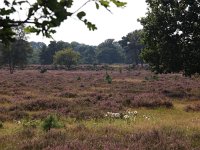 NL, Drenthe, Hoogeveen, Nuilerveld 6, Saxifraga-Hans Dekker