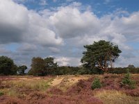 NL, Drenthe, Hoogeveen, Nuilerveld 7, Saxifraga-Hans Dekker