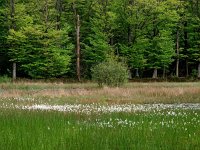 NL, Drenthe, Hoogeveen, Spaarbankbos 2, Saxifraga-Hans Dekker