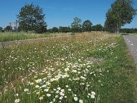 NL, Drenthe, Meppel, Schiphorst 1, Saxifraga-Hans Dekker