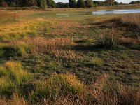 NL, Drenthe, Midden-Drenthe, Brunstingerplassen 30, Saxifraga-Hans Boll