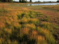 NL, Drenthe, Midden-Drenthe, Brunstingerplassen 31, Saxifraga-Hans Boll