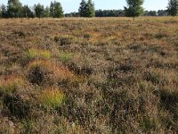 NL, Drenthe, Midden-Drenthe, Brunstingerplassen 6, Saxifraga-Hans Boll