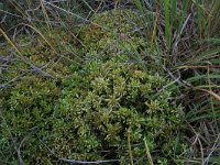 NL, Drenthe, Midden-Drenthe, Brunstingerplassen 9, Saxifraga-Hans Boll