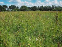 NL, Drenthe, Midden-Drenthe, Eekmaten 1, Saxifraga-Hans Dekker