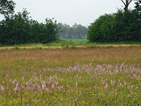 NL, Drenthe, Midden-Drenthe, Eekmaten 2, Saxifraga-Hans Dekker