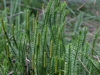 NL, Drenthe, Midden-Drenthe, Elper Noorderveld 7, Saxifraga-Hans Boll