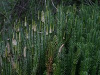 NL, Drenthe, Midden-Drenthe, Elper Noorderveld 8, Saxifraga-Hans Boll