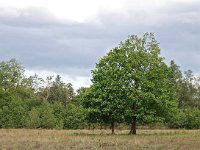 NL, Drenthe, Midden-Drenthe, Elperstroom 10, Saxifraga-Hans Dekker