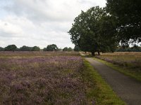 Cycle track through heathland nature reserve Groote Zand, Hooghalen, Drenthe, Netherlands  Cycle track through heathland nature reserve Groote Zand, Hooghalen, Drenthe, Netherlands : heathland, nature reserve, nature protection, heather, tree, trees, rural, rural landscape, rural scene, non-urban landscape, non-urban scene, land, summer, summertime, season, sky, cloud, clouds, clouded, outside, outdoor, outdoors, no people, nobody, Dutch, Holland, landscape, europe, european, Groote Zand, Drenthe, Hooghalen, Midden-Drenthe, cycle track, cycle path, path, asphalt