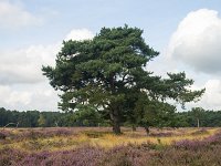 Heathland nature reserve Groote Zand, Hooghalen, Drenthe, Netherlands  Heathland nature reserve Groote Zand, Hooghalen, Drenthe, Netherlands : heathland, nature reserve, nature protection, heather, tree, trees, rural, rural landscape, rural scene, non-urban landscape, non-urban scene, land, summer, summertime, season, sky, cloud, clouds, clouded, outside, outdoor, outdoors, no people, nobody, Dutch, Holland, landscape, europe, european, Groote Zand, Drenthe, Hooghalen, Midden-Drenthe