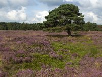 Heathland nature reserve Groote Zand, Hooghalen, Drenthe, Netherlands  Heathland nature reserve Groote Zand, Hooghalen, Drenthe, Netherlands : heathland, nature reserve, nature protection, heather, tree, trees, rural, rural landscape, rural scene, non-urban landscape, non-urban scene, land, summer, summertime, season, sky, cloud, clouds, clouded, outside, outdoor, outdoors, no people, nobody, Dutch, Holland, landscape, europe, european, Groote Zand, Drenthe, Hooghalen, Midden-Drenthe