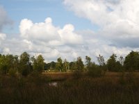 Swampy area in heathland nature reserve Groote Zand, Hooghalen, Drenthe, Netherlands  Swampy area in heathland nature reserve Groote Zand, Hooghalen, Drenthe, Netherlands : heathland, nature reserve, nature protection, heather, tree, trees, rural, rural landscape, rural scene, non-urban landscape, non-urban scene, land, summer, summertime, season, sky, cloud, clouds, clouded, outside, outdoor, outdoors, no people, nobody, Dutch, Holland, landscape, europe, european, Groote Zand, Drenthe, Hooghalen, Midden-Drenthe, swamp, swampy, birch, birches