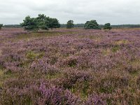 Heathland nature reserve Hijkerveld, Drenthe, Netherlands  Heathland nature reserve Hijkerveld, Drenthe, Netherlands : heath, heather, hijkerveld, Midden-Drenthe, Drenthe, Netherlands, Europe, european, Dutch, nature, natural, rural landscape, rural, rural scene, non-urban scene, tree, trees, heathland, summer, summertime, outside, outdoor, outdoors, no people, nobody, nature reserve, purple, flowers, flowery