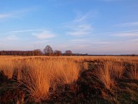 NL, Drenthe, Midden-Drenthe, Hijkerveld 9, Saxifraga-Hans Dekker