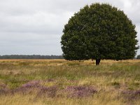 Solitary Common oak on heathland nature reserve Hijkerveld, Drenthe, Netherlands  Solitary Common oak on heathland nature reserve Hijkerveld, Drenthe, Netherlands : heath, heather, hijkerveld, Midden-Drenthe, Drenthe, Netherlands, Europe, european, Dutch, nature, natural, rural landscape, rural, rural scene, non-urban scene, tree, trees, heathland, summer, summertime, outside, outdoor, outdoors, no people, nobody, nature reserve, purple moorgrass, Molinia caerulea, molinia, grass, grassy, common oak, oak, solitary, single tree, green, Quercus robur