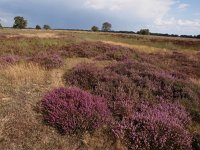 NL, Drenthe, Midden-Drenthe, Holtherzand  1, Saxifraga-Hans Dekker