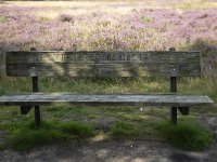 NL, Drenthe, Midden-Drenthe, Hooghalen, Groote Zand 3,Saxifraga-Roel Meijer