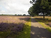 Cycle track through heathland nature reserve Groote Zand, Hooghalen, Drenthe, Netherlands  Cycle track through heathland nature reserve Groote Zand, Hooghalen, Drenthe, Netherlands : heathland, nature reserve, nature protection, heather, tree, trees, rural, rural landscape, rural scene, non-urban landscape, non-urban scene, land, summer, summertime, season, sky, cloud, clouds, clouded, outside, outdoor, outdoors, no people, nobody, Dutch, Holland, landscape, europe, european, Groote Zand, Hooghalen, Midden-Drenthe, Drenthe, cycle track, cycle path, path