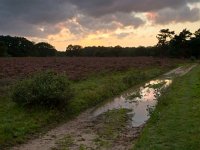 A wet trail on dutch heathland  A wet trail with a water sheet in dutch heathland during sunset : Drenthe, Eemster, Geeuwenbrug, Leggeloo, atmosphere, bomen, boom, cloud, country, creative nature, dawn, dramatic, during, dusk, dutch, forest, grass, green, groen, heath, heathland, hei, heide, heideterrein, heideveld, holland, landscape, landschap, leggelderveld, middendrenthe, mood, national, natura 2000, natural, nature, natuur, natuurbeheer, natuurbeleid, natuurgebied, natuurlijk, natuurwet, nederland, nobody, oranje, paars, pad, park, plas, purple, rain, raining, rainy, regen, regenplas, reserve, road, roze, rudmer zwerver, sheet, side, sky, sun, sunset, trail, tree, water, wet, wolken, zonsondergang