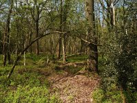 NL, Drenthe, Midden-Drenthe, Mantingerbos 17, Saxifraga-Hans Dekker