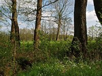 NL, Drenthe, Midden-Drenthe, Mantingerbos 20, Saxifraga-Hans Dekker