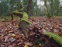 NL, Drenthe, Midden-Drenthe, Mantingerbos 22, Saxifraga-Hans Dekker