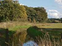 NL, Drenthe, Midden-Drenthe, Mantingerbos 25, Saxifraga-Hans Dekker