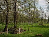 NL, Drenthe, Midden-Drenthe, Mantingerbos 7, Saxifraga-Hans Dekker