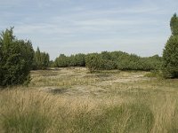 NL, Drenthe, Midden-Drenthe, Mantingerveld 11, Saxifraga-Willem van Kruijsbergen