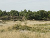 NL, Drenthe, Midden-Drenthe, Mantingerveld 12, Saxifraga-Willem van Kruijsbergen