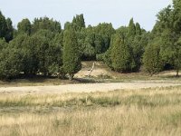 NL, Drenthe, Midden-Drenthe, Mantingerveld 13, Saxifraga-Willem van Kruijsbergen