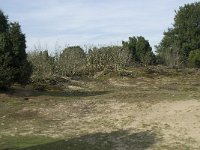 NL, Drenthe, Midden-Drenthe, Mantingerveld 15, Saxifraga-Willem van Kruijsbergen