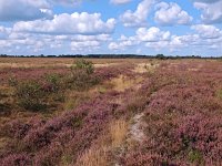 NL, Drenthe, Midden-Drenthe, Mantingerveld 26, Saxifraga-Hans Dekker