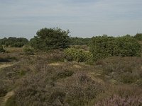 NL, Drenthe, Midden-Drenthe, Mantingerveld 5, Saxifraga-Willem van Kruijsbergen