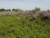 NL, Drenthe, Midden-Drenthe, Mantingerveld, Achterste Veld 2, Saxifraga-Willem van Kruijsbergen