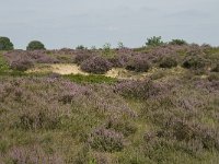 NL, Drenthe, Midden-Drenthe, Mantingerveld, Achterste Veld 4, Saxifraga-Willem van Kruijsbergen