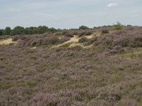 NL, Drenthe, Midden-Drenthe, Mantingerveld, Achterste Veld 5, Saxifraga-Willem van Kruijsbergen