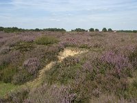 NL, Drenthe, Midden-Drenthe, Mantingerveld, Achterste Veld 8, Saxifraga-Willem van Kruijsbergen