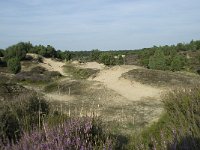 NL, Drenthe, Midden-Drenthe, Mantingerzand 14, Saxifraga-Willem van Kruijsbergen