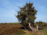 NL, Drenthe, Midden-Drenthe, Mantingerzand 29, Saxifraga-Hans Dekker