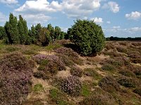 NL, Drenthe, Midden-Drenthe, Mantingerzand 31, Saxifraga-Hans Dekker