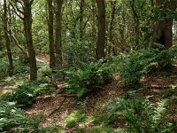 NL, Drenthe, Midden-Drenthe, Mantingerzand 32, Saxifraga-Hans Dekker