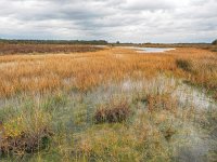 NL, Drenthe, Midden-Drenthe, Mantingerzand 33, Saxifraga-Hans Dekker