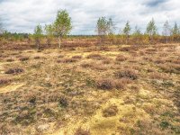 NL, Drenthe, Midden-Drenthe, Mantingerzand 43, Saxifraga-Hans Dekker