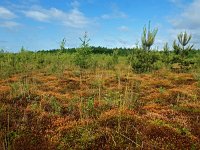 NL, Drenthe, Midden-Drenthe, Oelmers 1, Saxifraga-Hans Dekkers