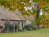 NL, Drenthe, Midden-Drenthe, Orvelte 18, Saxifraga-Hans Dekker